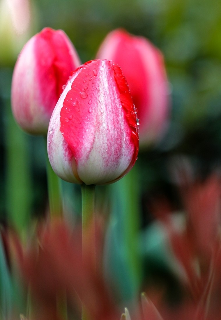 今天下雨路过南园手机随手拍了几张雨中的郁金香