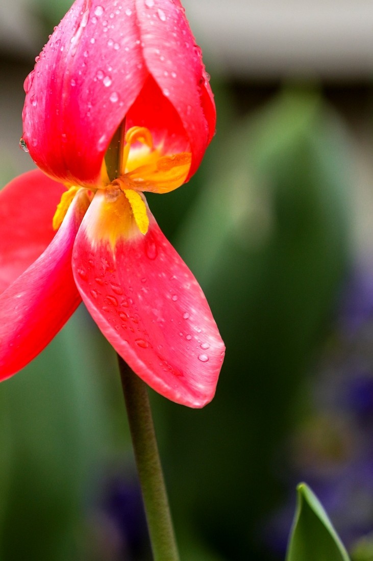 今天下雨路过南园手机随手拍了几张雨中的郁金香