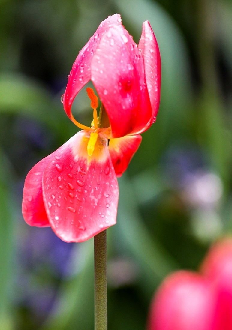 今天下雨路过南园手机随手拍了几张雨中的郁金香