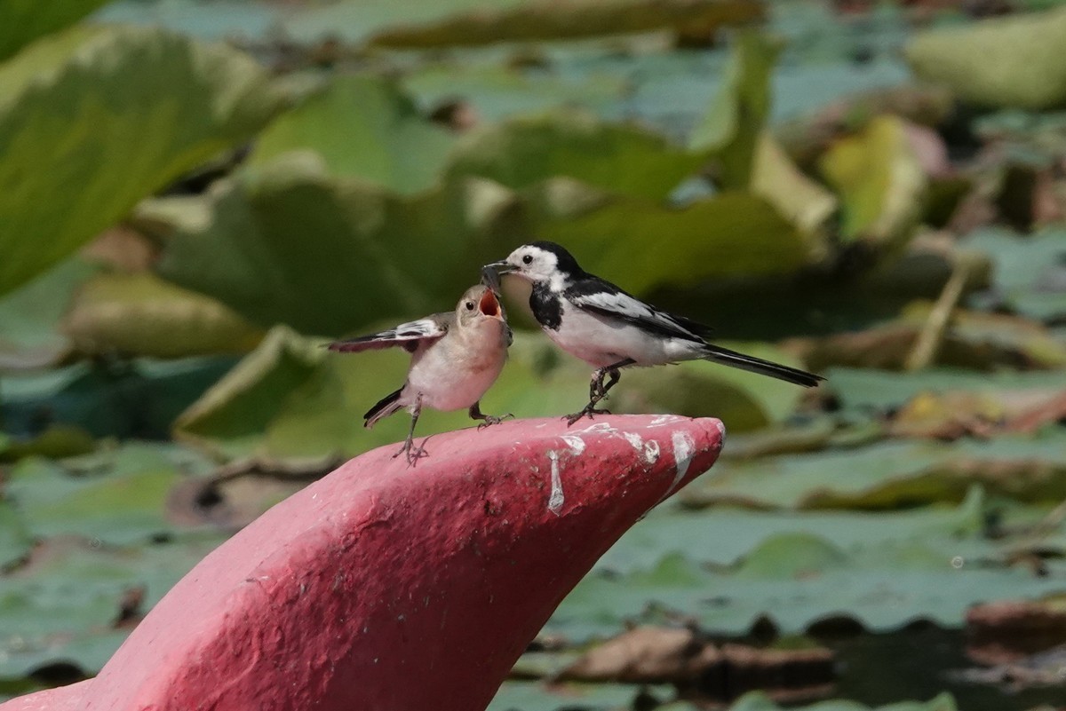 公平对待孩子的小妈妈