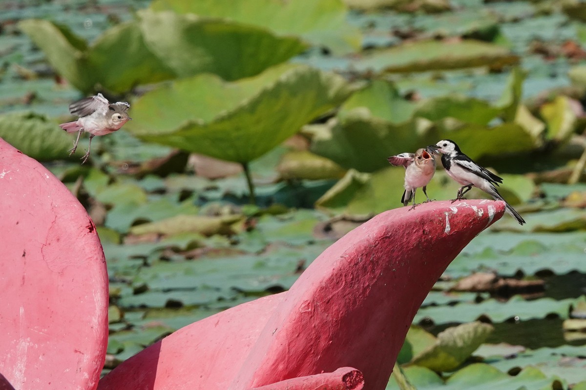 公平对待孩子的小妈妈