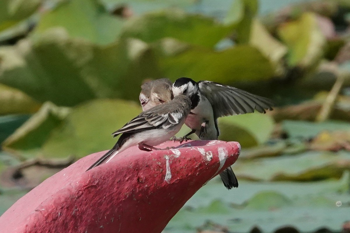 公平对待孩子的小妈妈