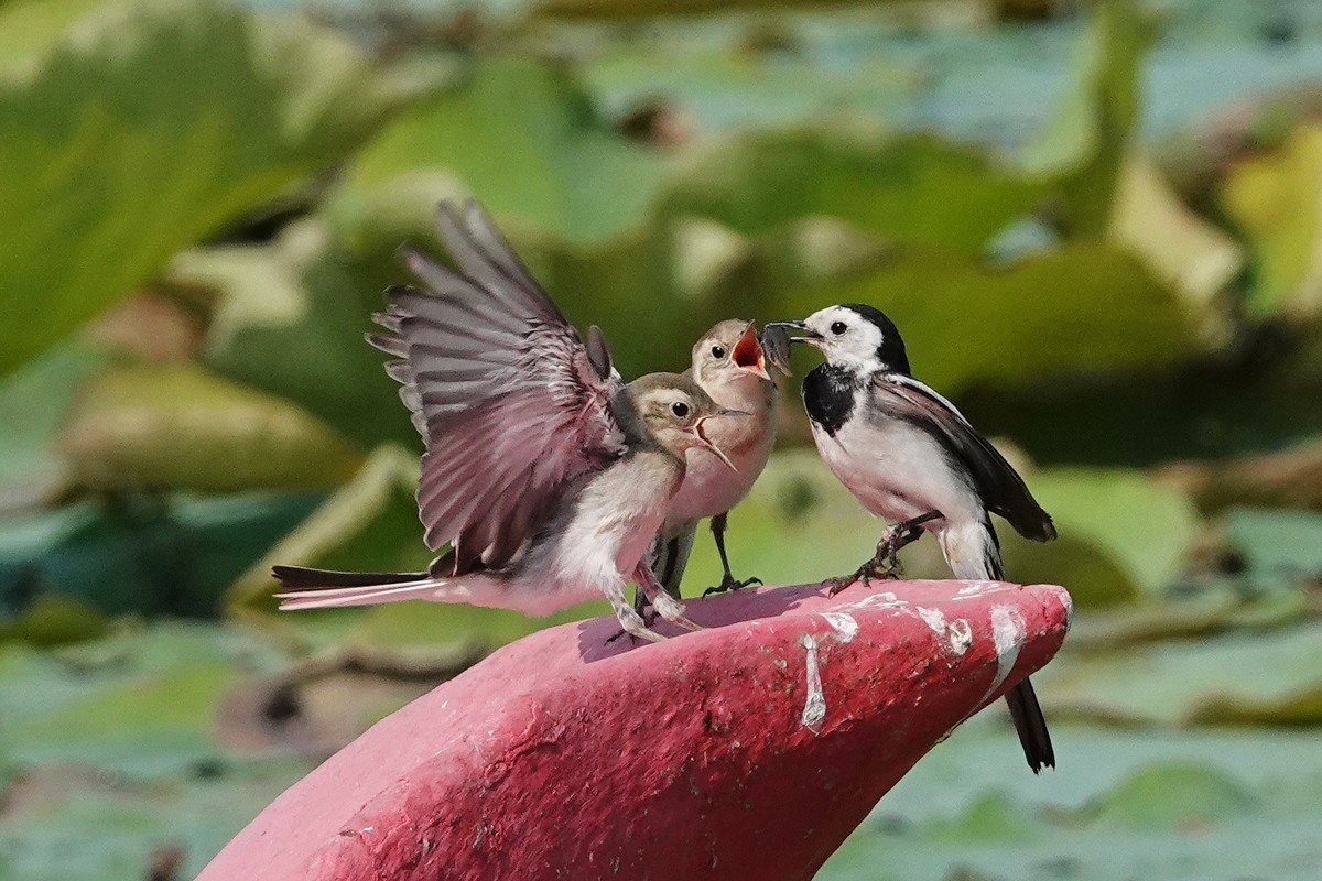 公平对待孩子的小妈妈