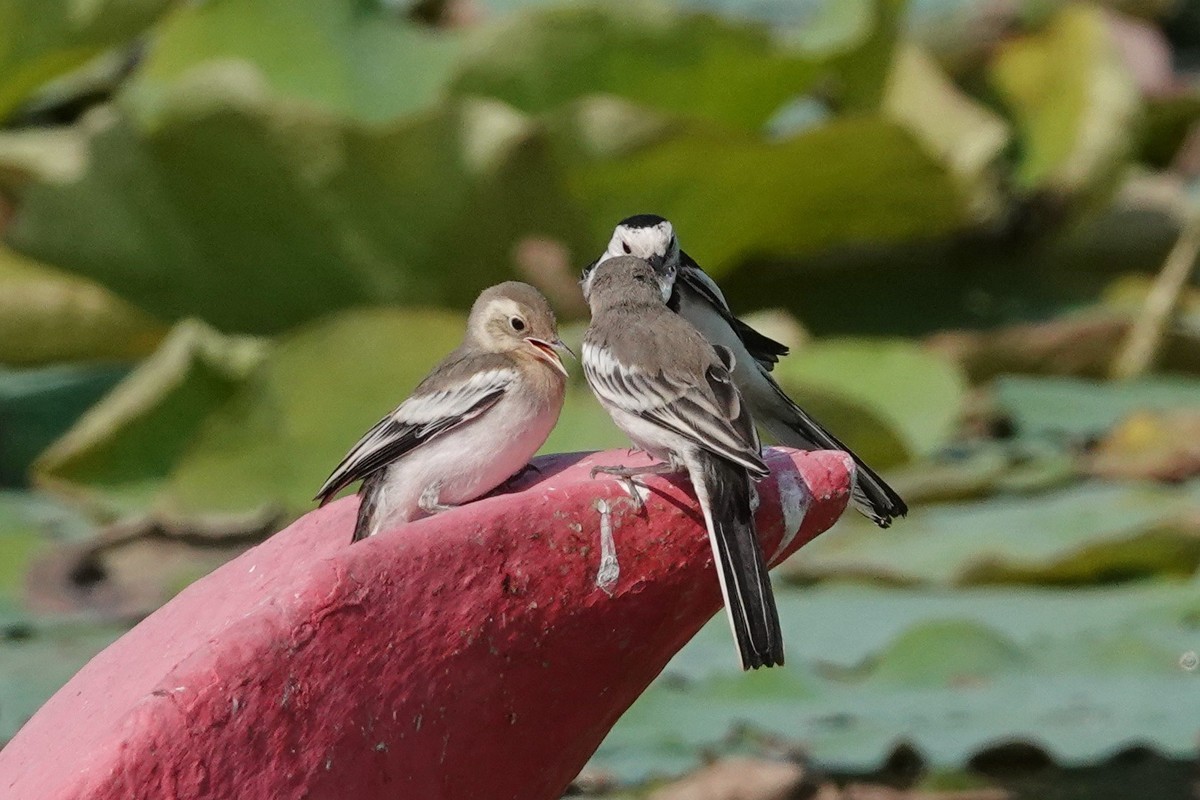 公平对待孩子的小妈妈