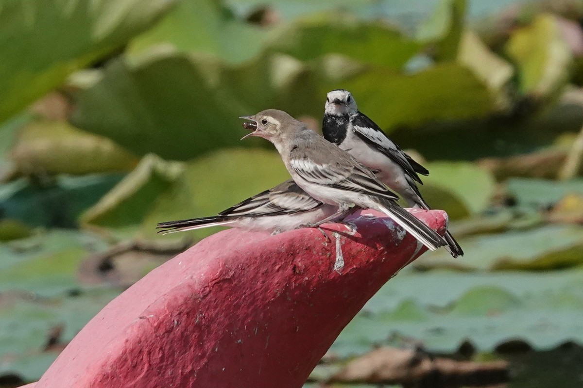 公平对待孩子的小妈妈