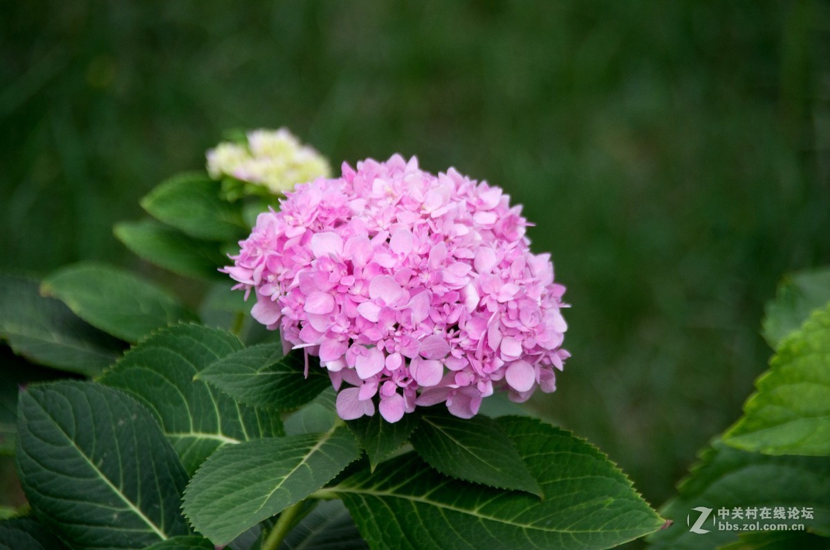 新淘的da18---250试拍