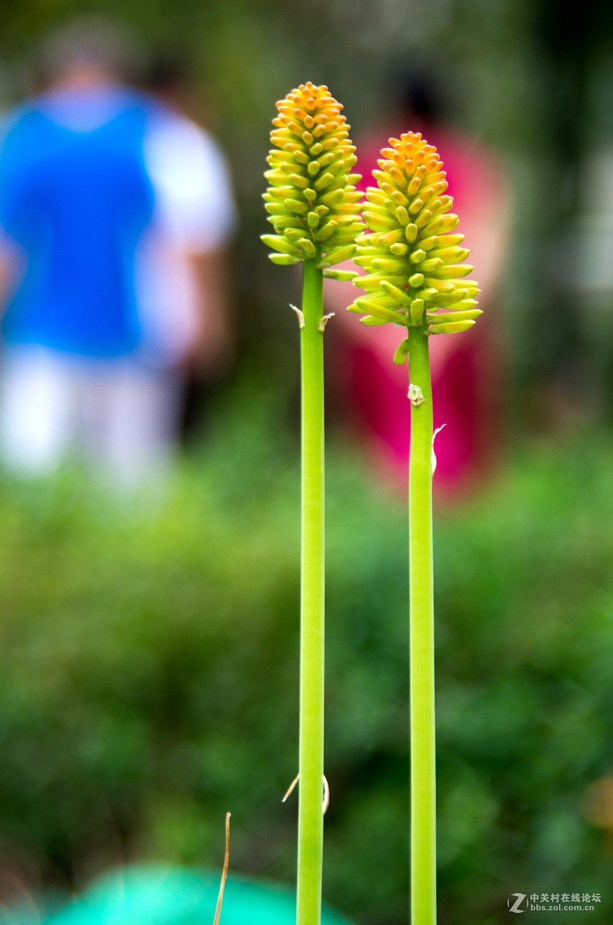 新淘的da18---250试拍