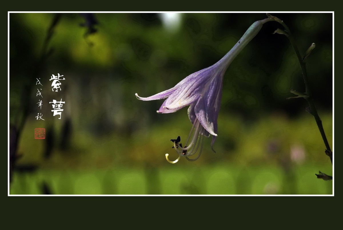 星星般的小紫花紫萼花