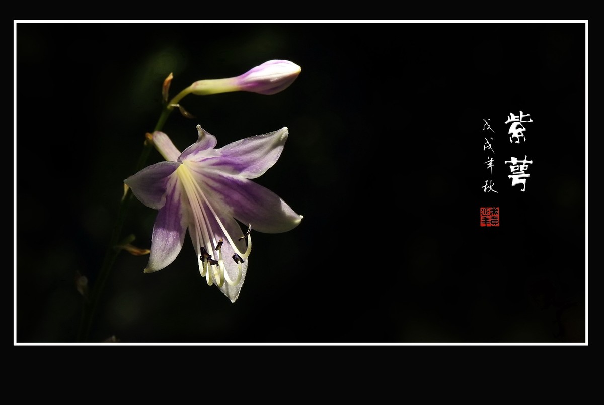 星星般的小紫花紫萼花