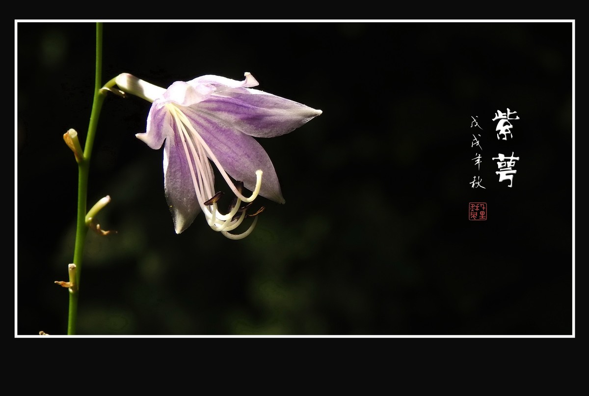 星星般的小紫花紫萼花