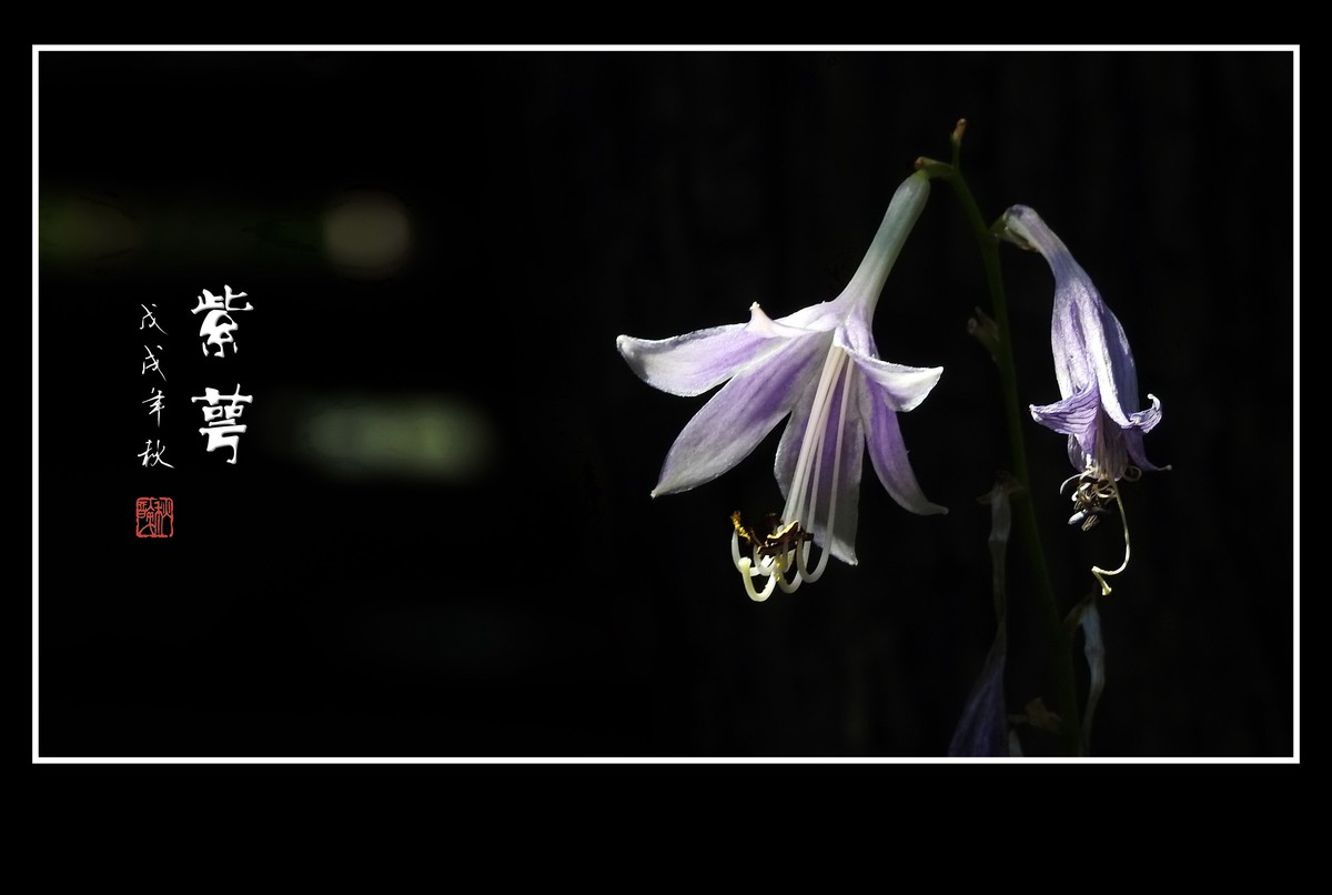 星星般的小紫花紫萼花