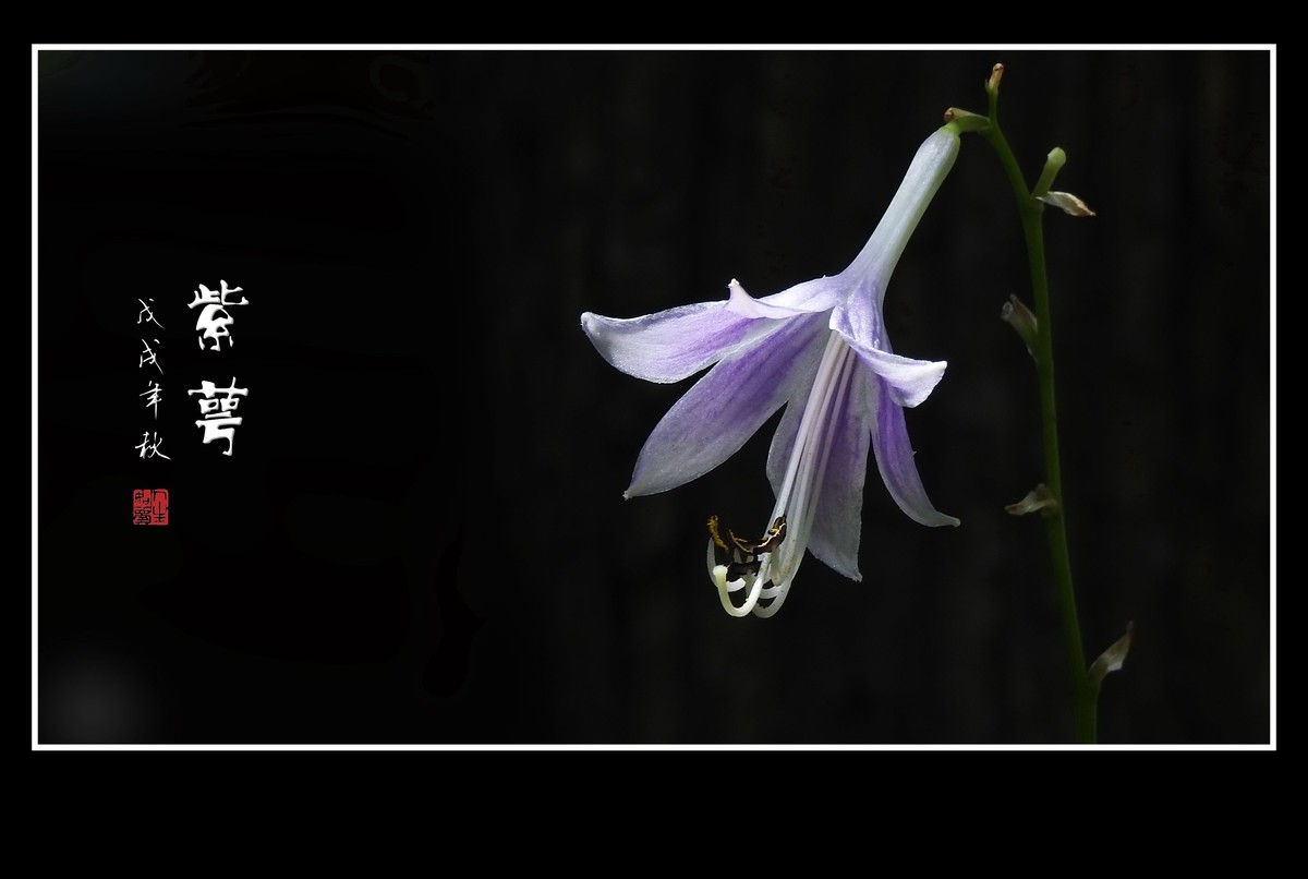 星星般的小紫花紫萼花