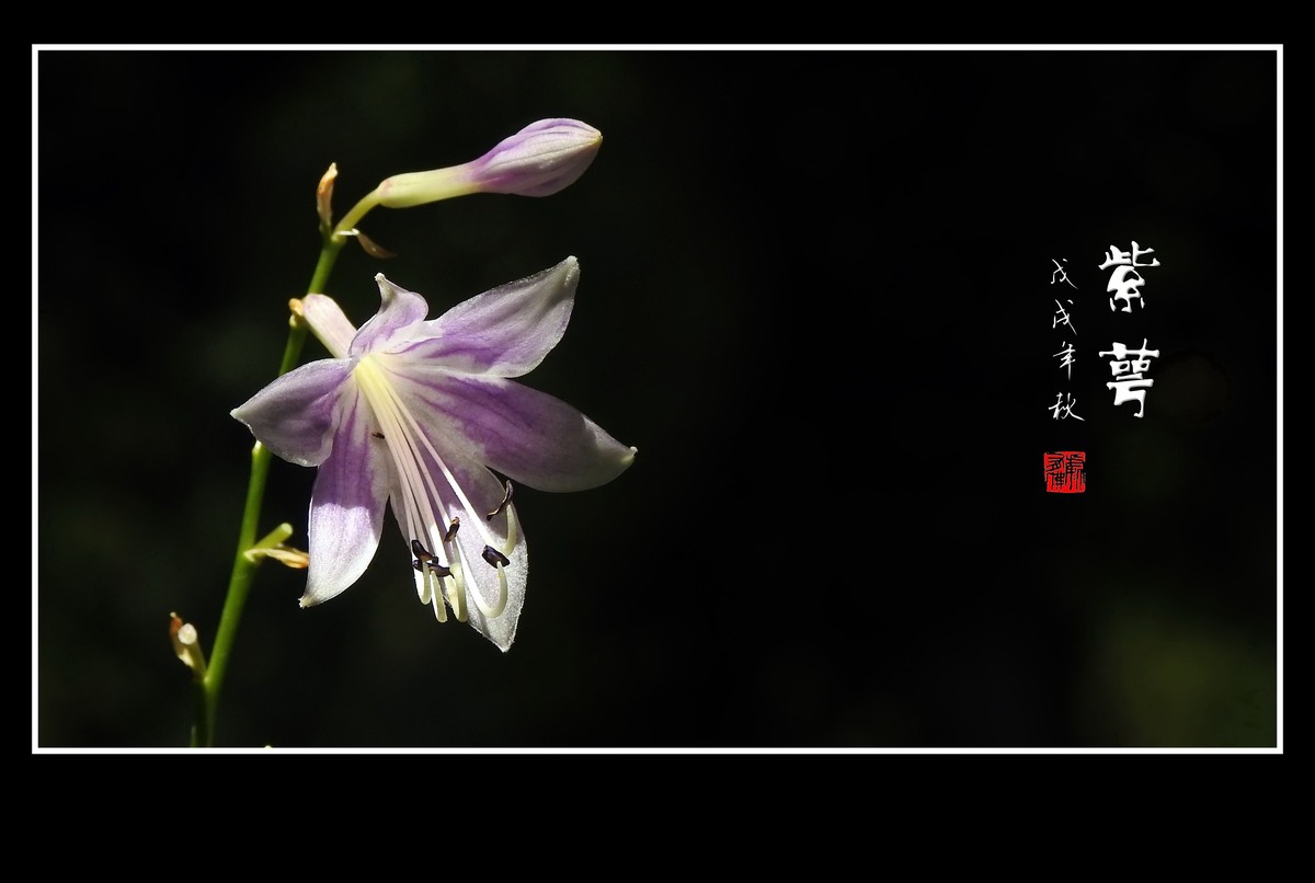 星星般的小紫花紫萼花