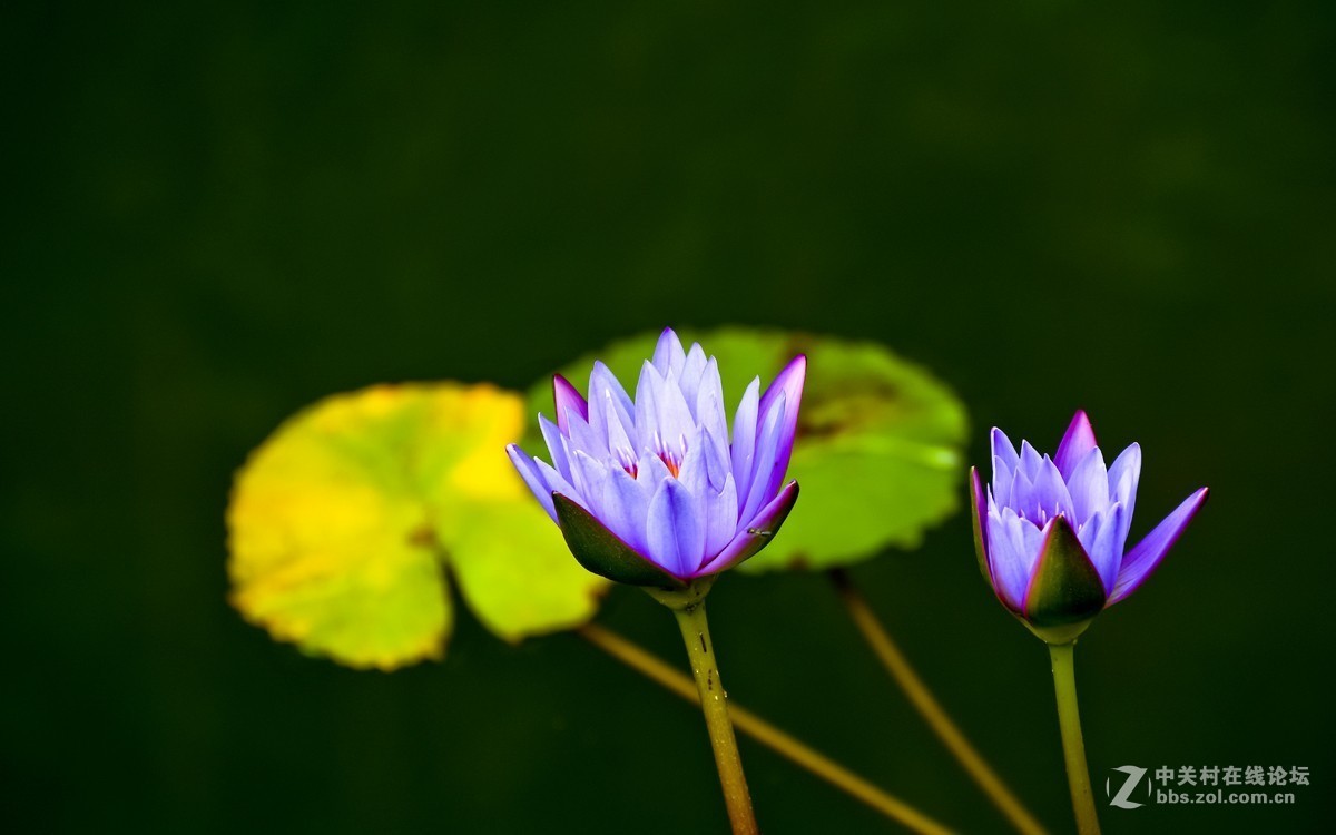 莲花与锦鲤