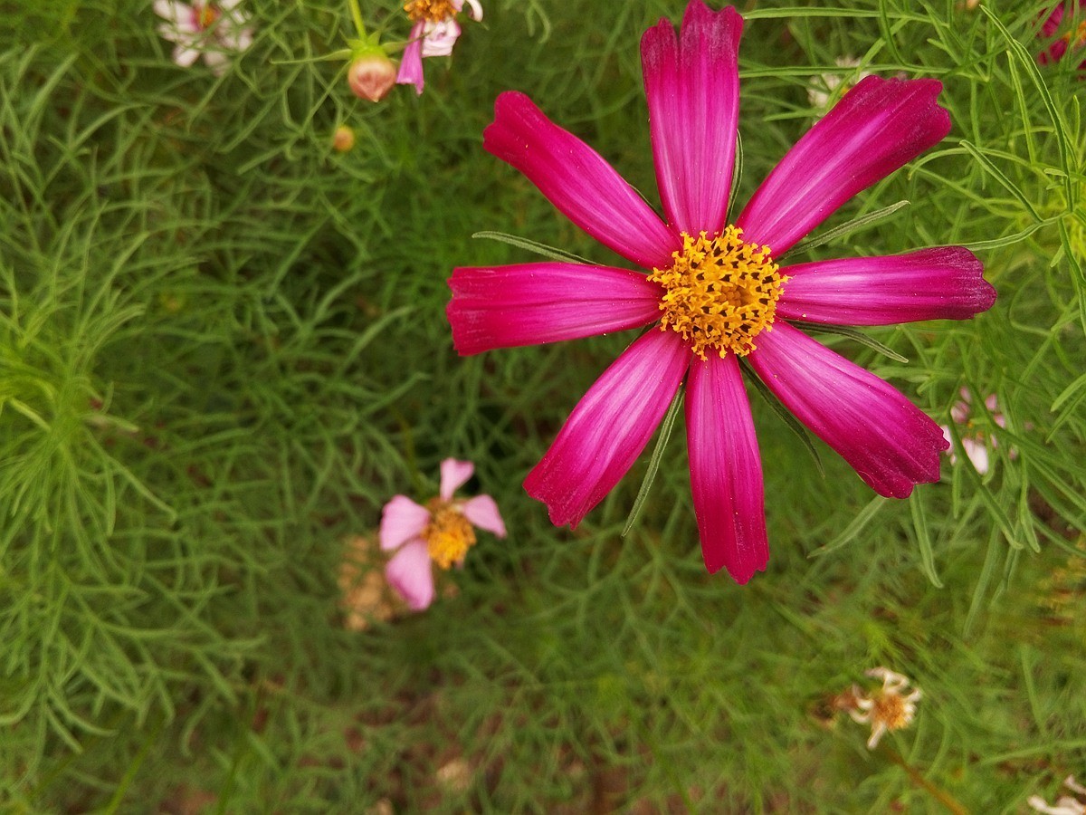手机拍摄花2