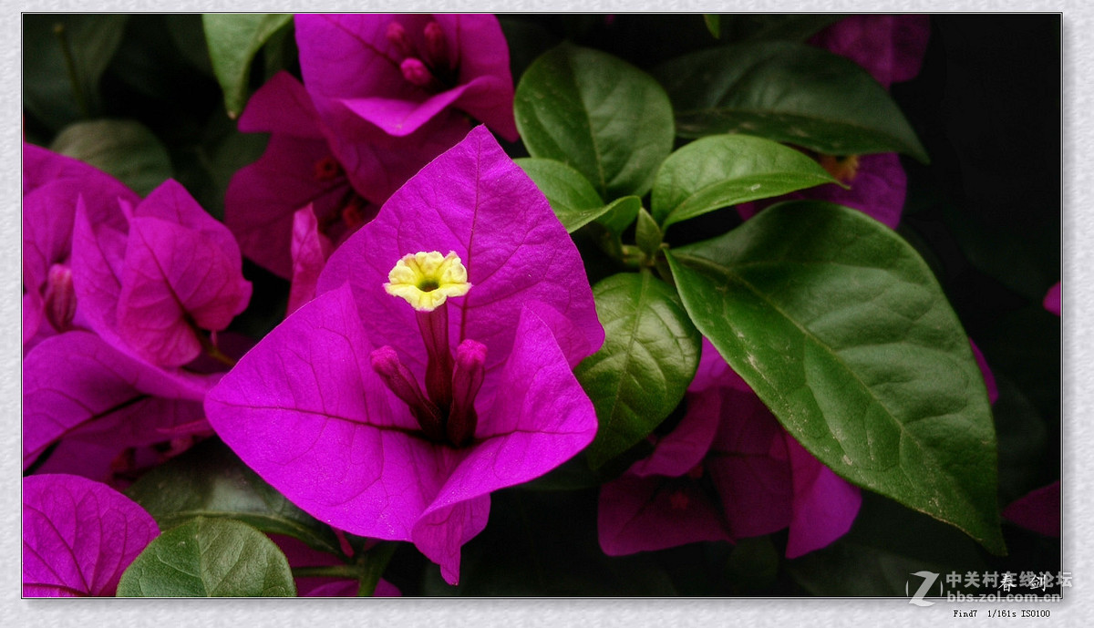 三角梅（手机版）