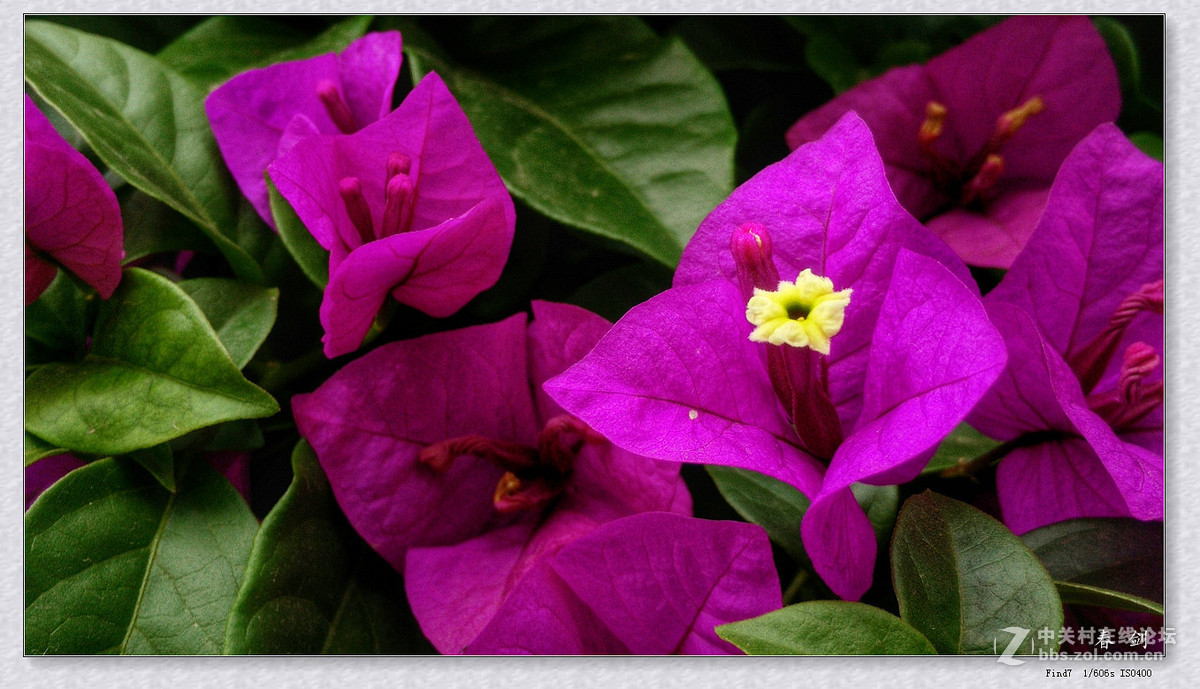 三角梅（手机版）