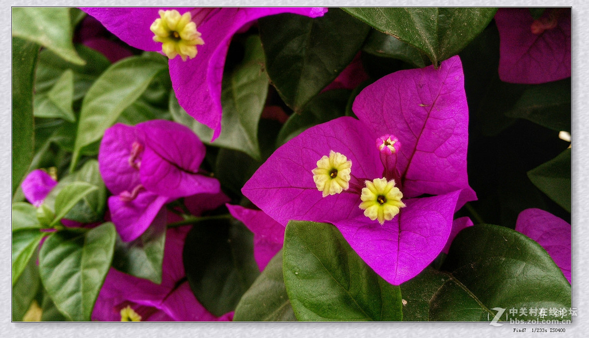 三角梅（手机版）