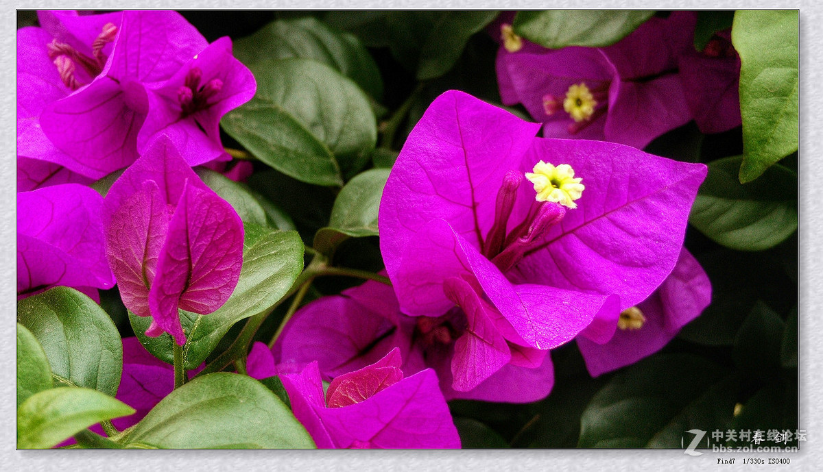 三角梅（手机版）