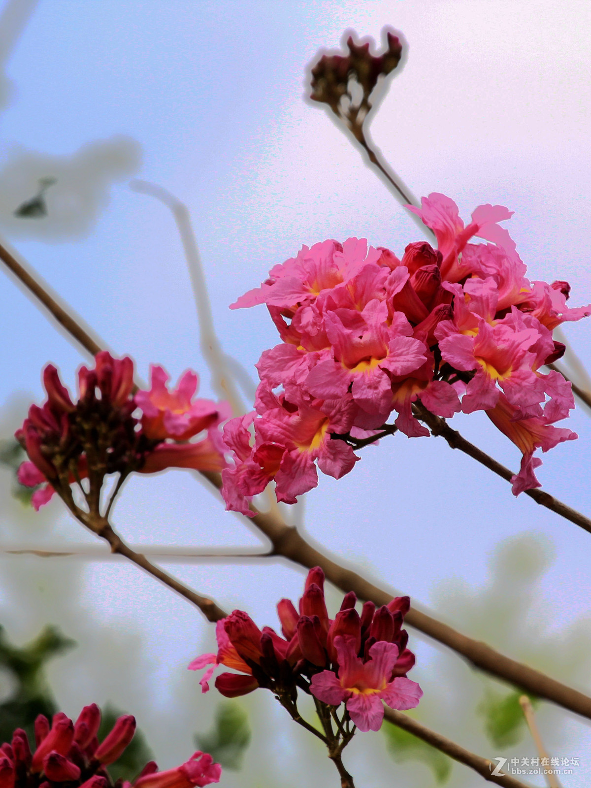 树上粉红色的花
