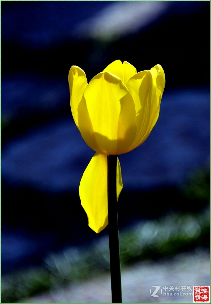 [劳动公园郁金香花展——随拍]（1）