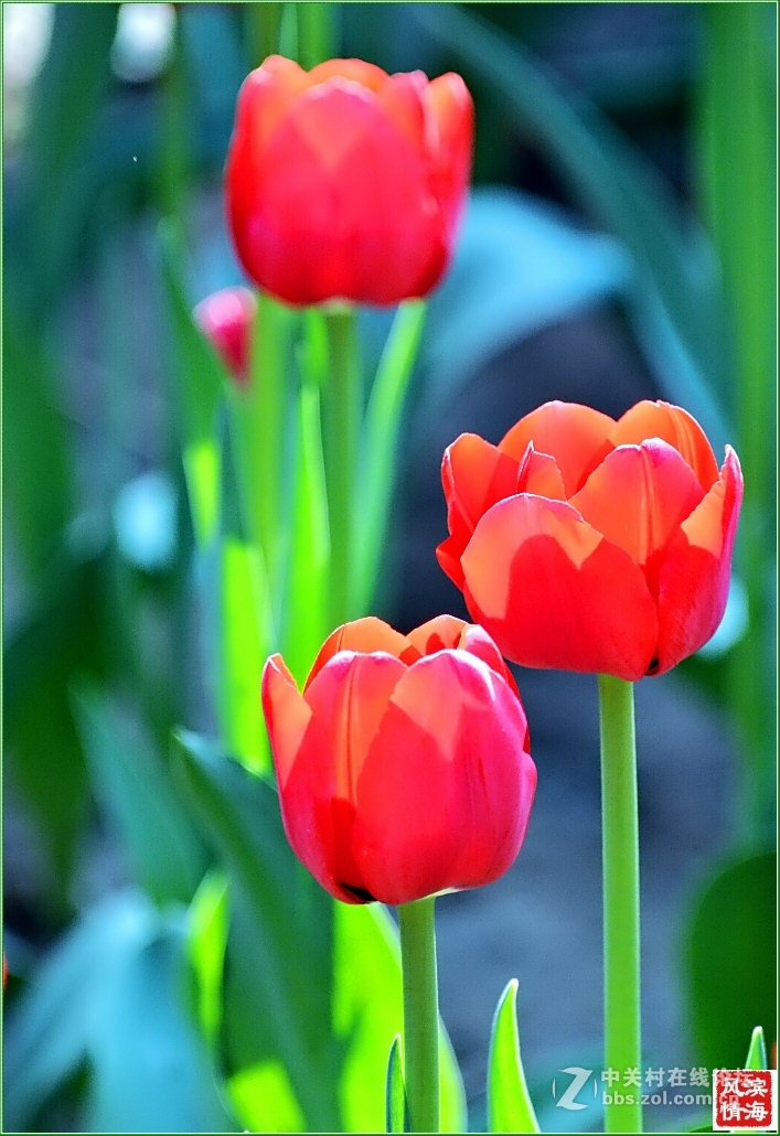 [劳动公园郁金香花展——随拍]（1）