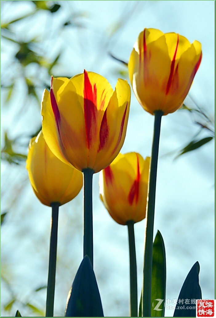 [劳动公园郁金香花展——随拍]（1）