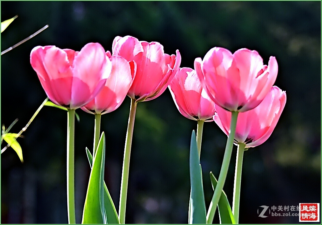 [劳动公园郁金香花展——随拍]（1）