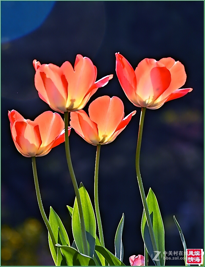 [劳动公园郁金香花展——随拍]（1）