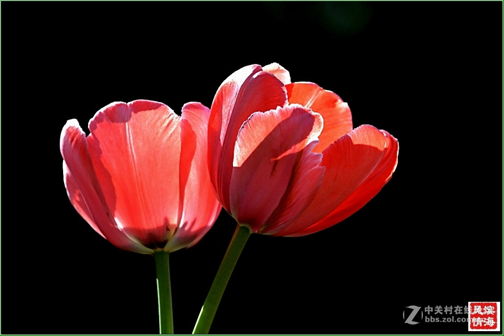 [劳动公园郁金香花展——随拍]（1）