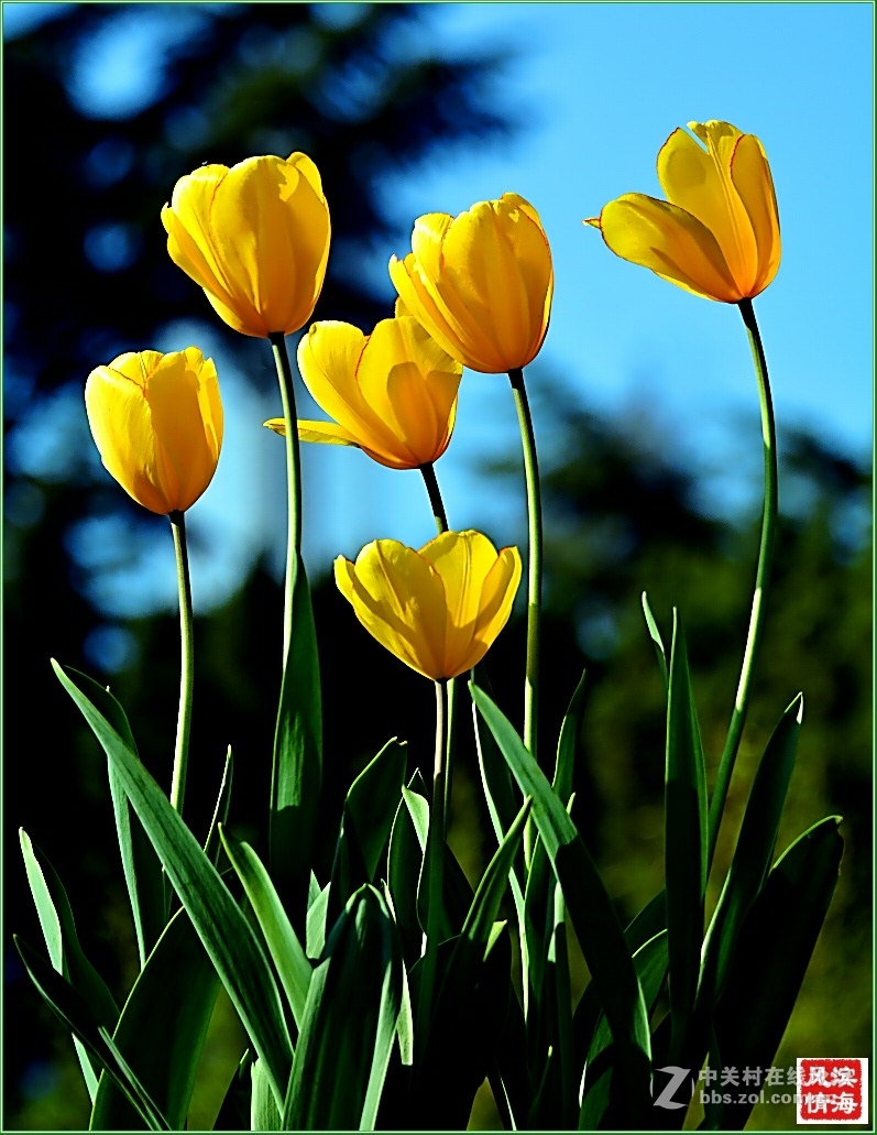 [劳动公园郁金香花展——随拍]（1）