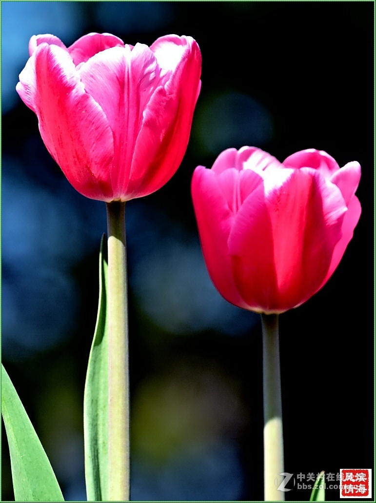 [劳动公园郁金香花展——随拍]（1）