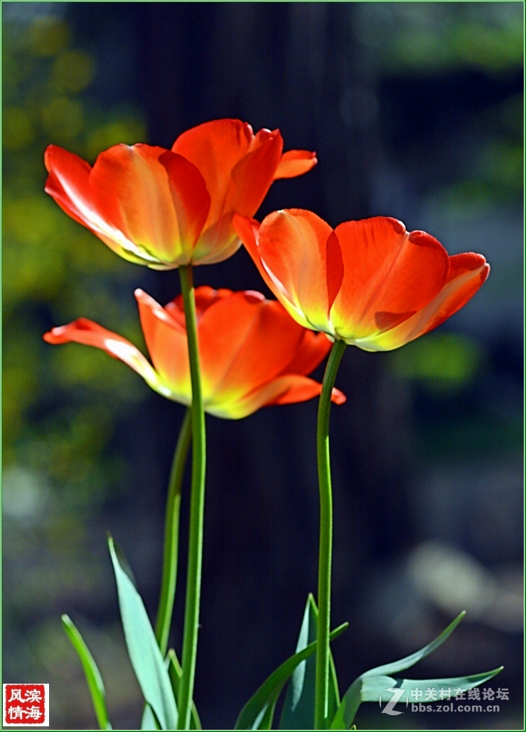 [劳动公园郁金香花展——随拍]（1）