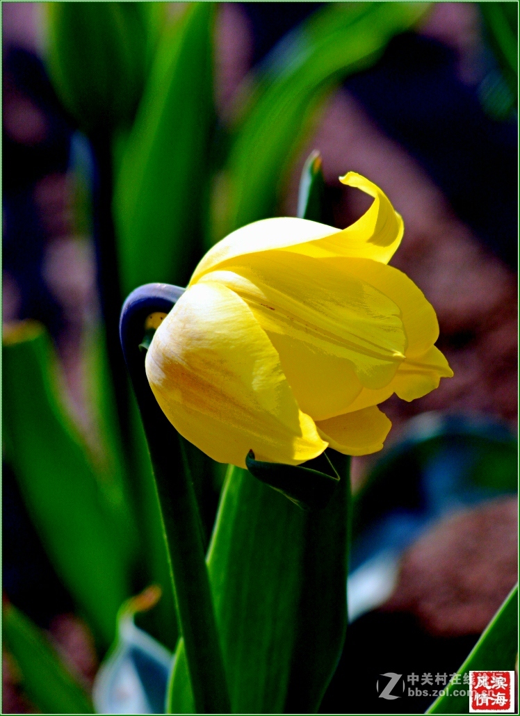 [劳动公园郁金香花展——随拍]（1）