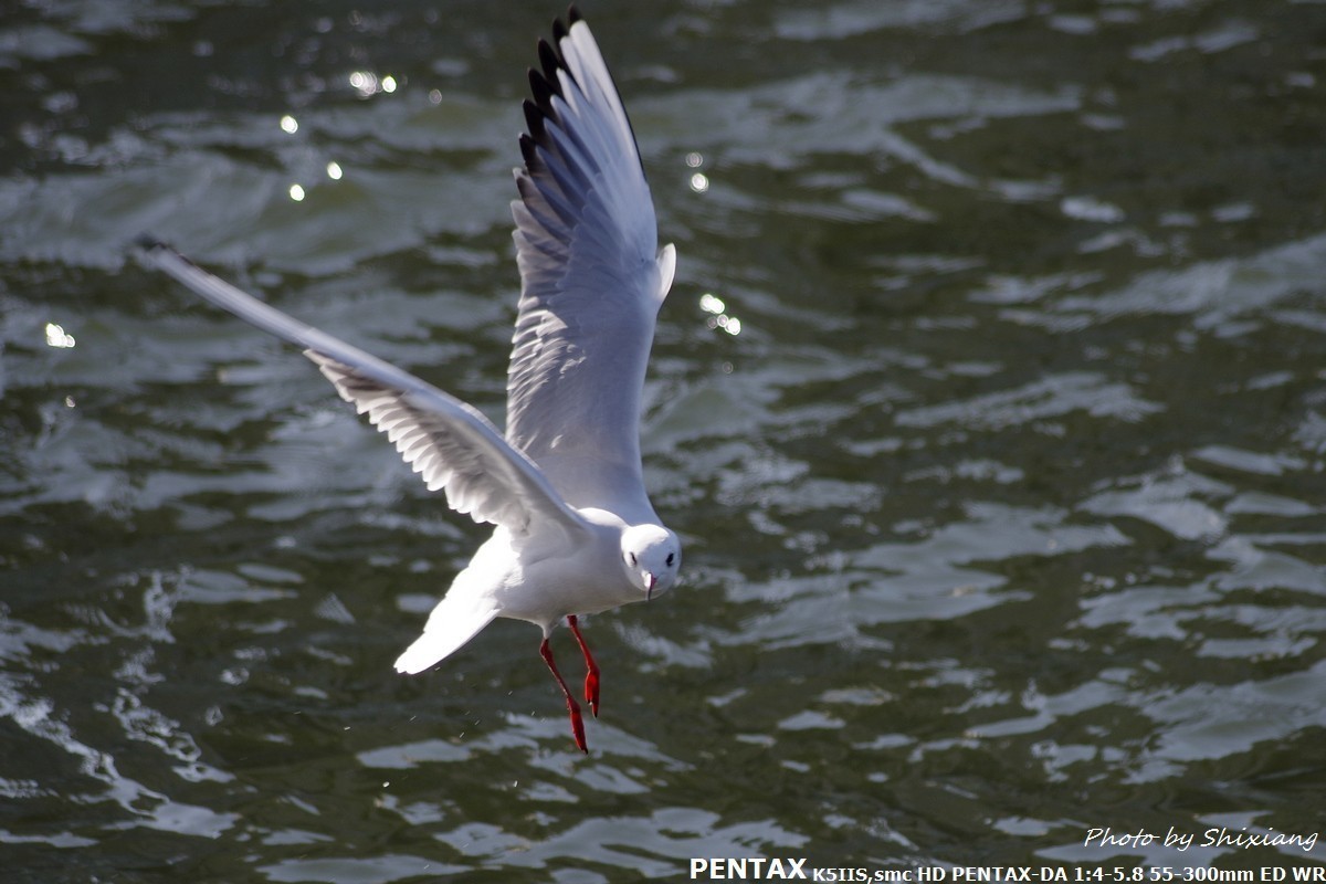 精灵之舞——2017刘庄桥拍海鸥（原片）