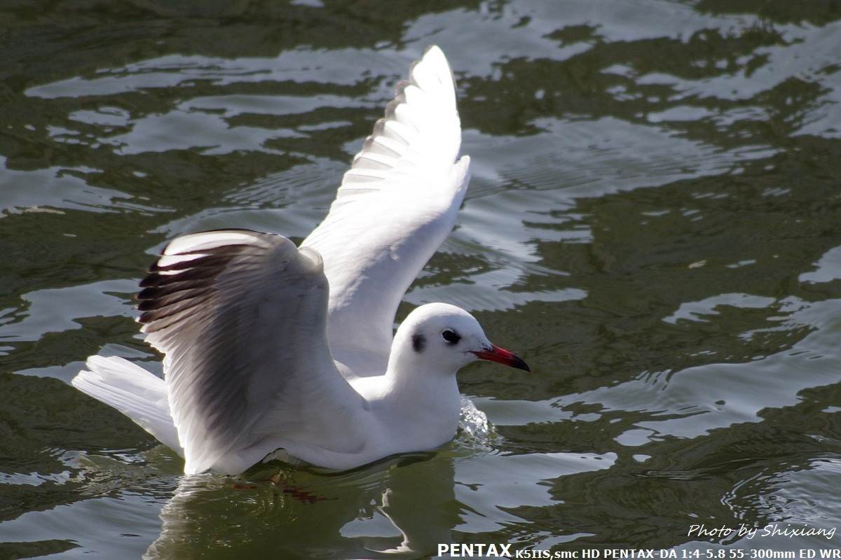 精灵之舞——2017刘庄桥拍海鸥（原片）