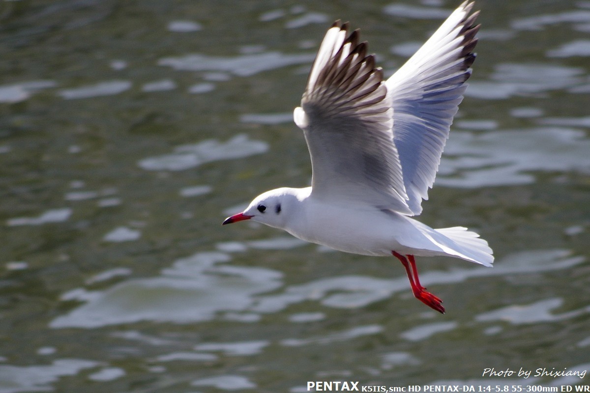 精灵之舞——2017刘庄桥拍海鸥（原片）