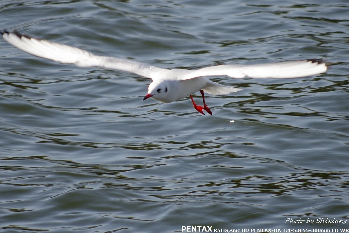 精灵之舞——2017刘庄桥拍海鸥（原片）