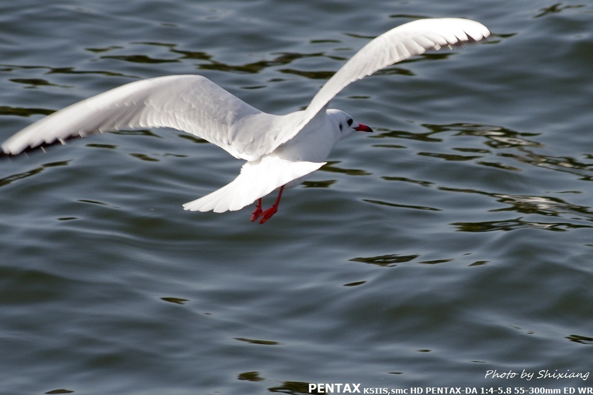 精灵之舞——2017刘庄桥拍海鸥（原片）