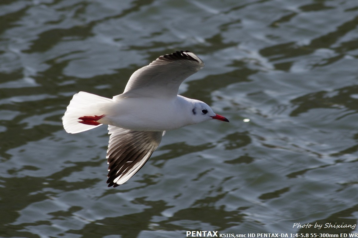 精灵之舞——2017刘庄桥拍海鸥（原片）