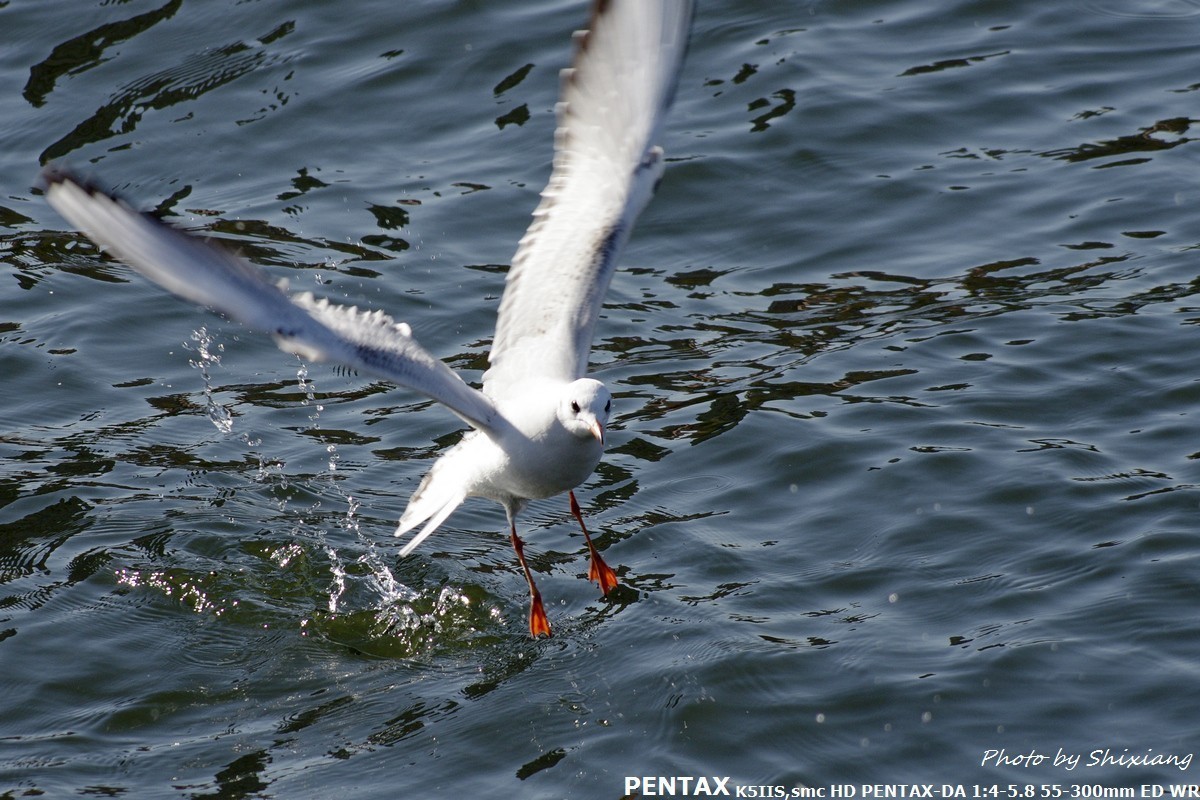 精灵之舞——2017刘庄桥拍海鸥（原片）
