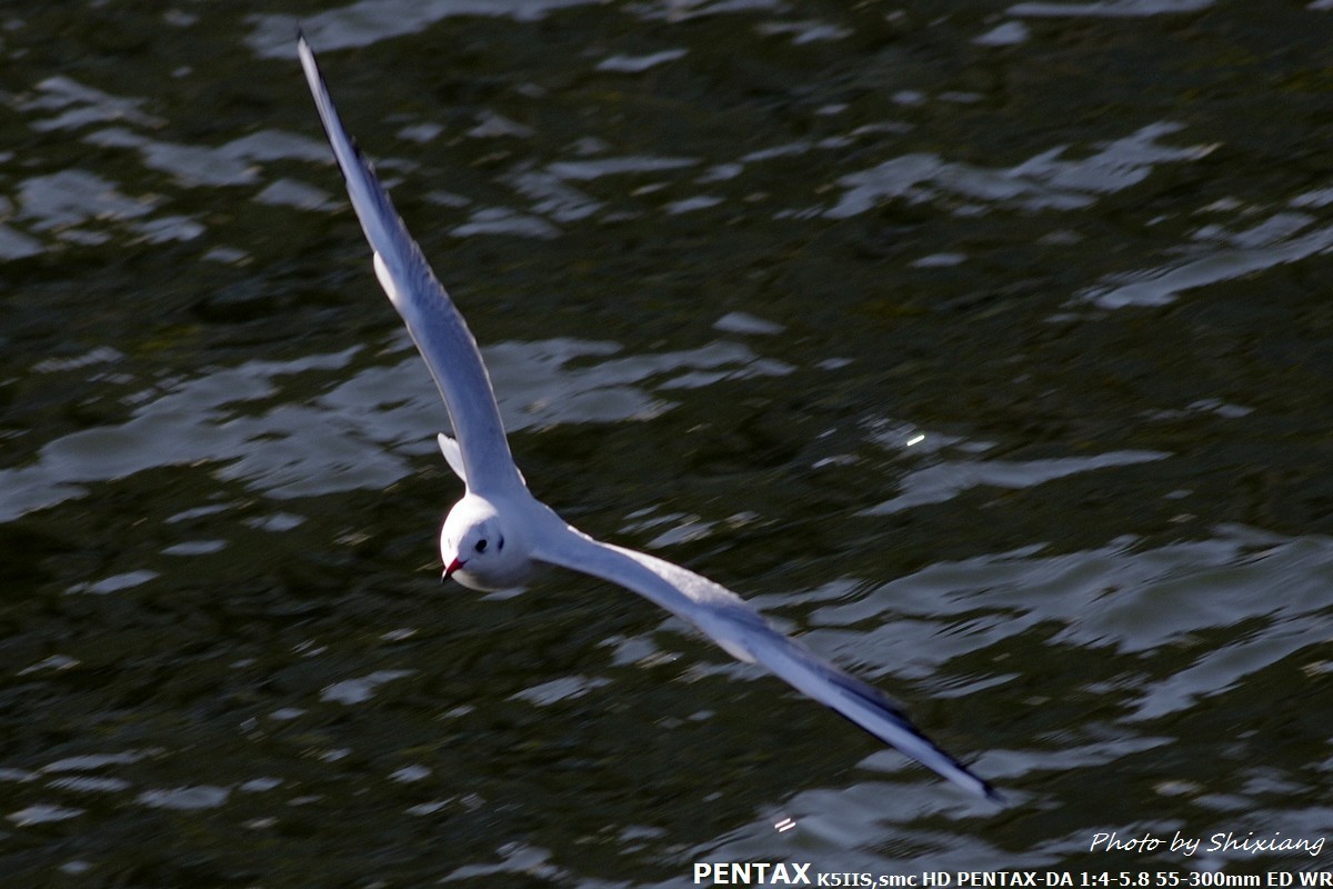 精灵之舞——2017刘庄桥拍海鸥（原片）