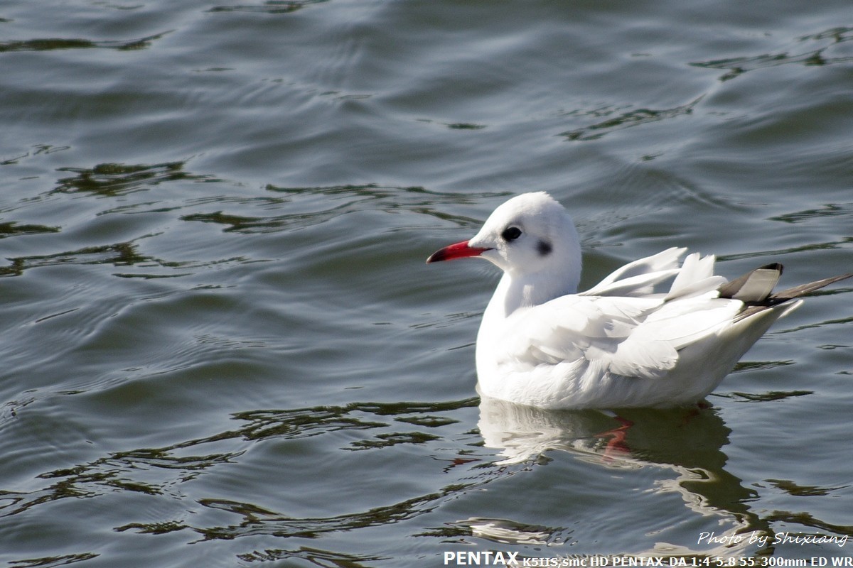 精灵之舞——2017刘庄桥拍海鸥（原片）