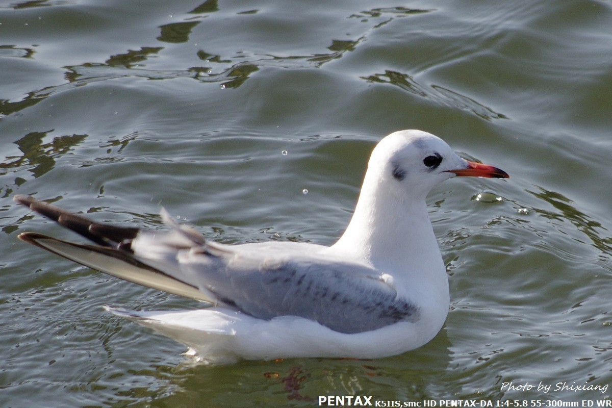 精灵之舞——2017刘庄桥拍海鸥（原片）