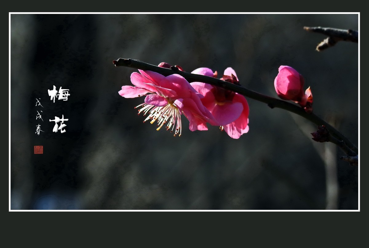 红梅花儿开