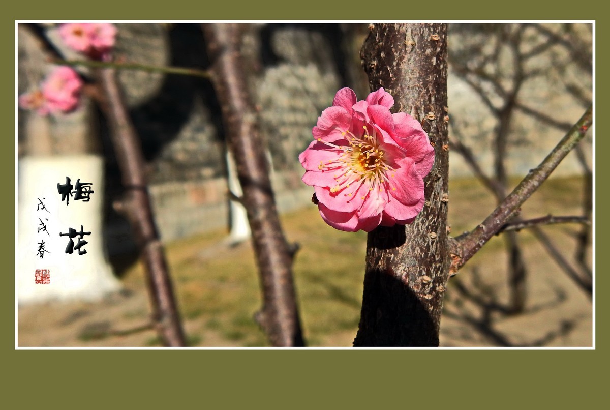 红梅花儿开