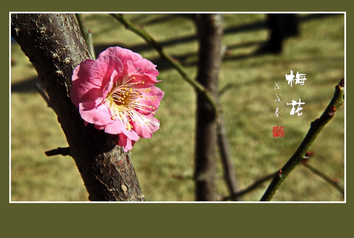 红梅花儿开
