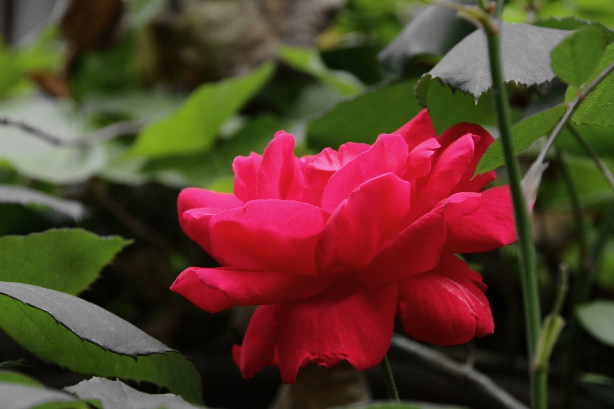 月季花（三）纯红