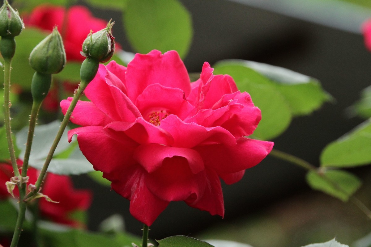 月季花（三）纯红