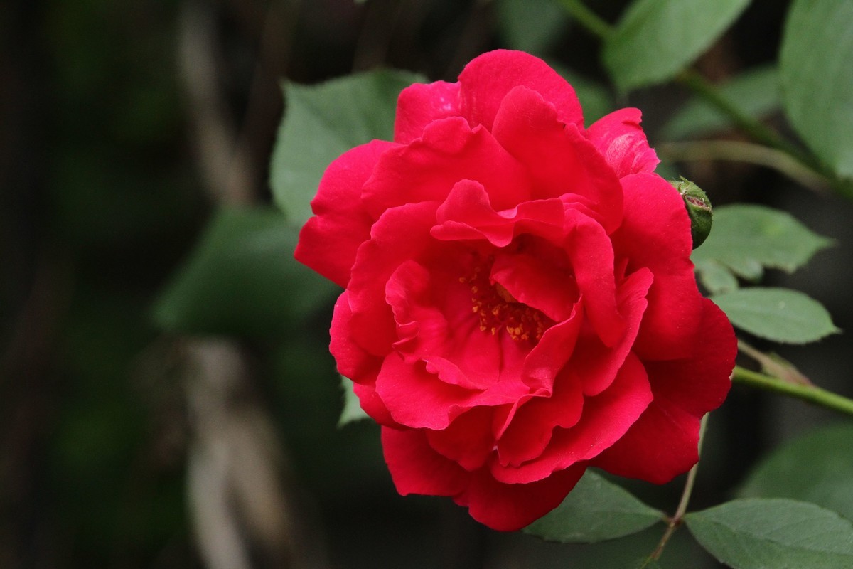 月季花（三）纯红